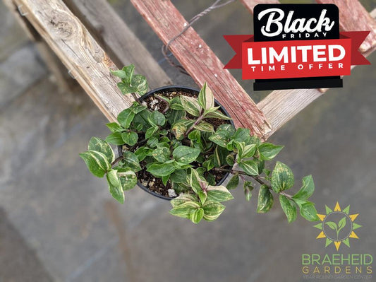 Tri-color Tradescantia