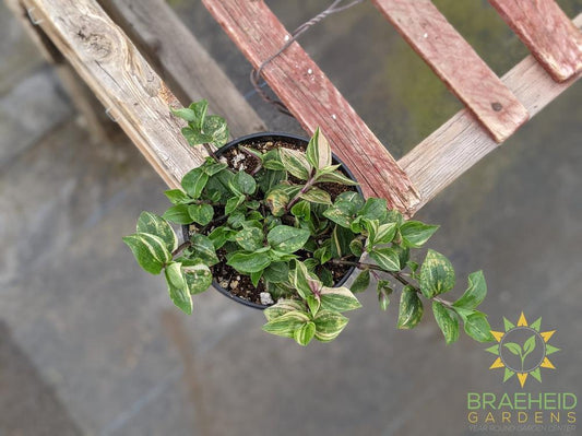 Tri-color Tradescantia