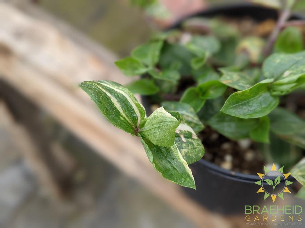 Tri-color Tradescantia