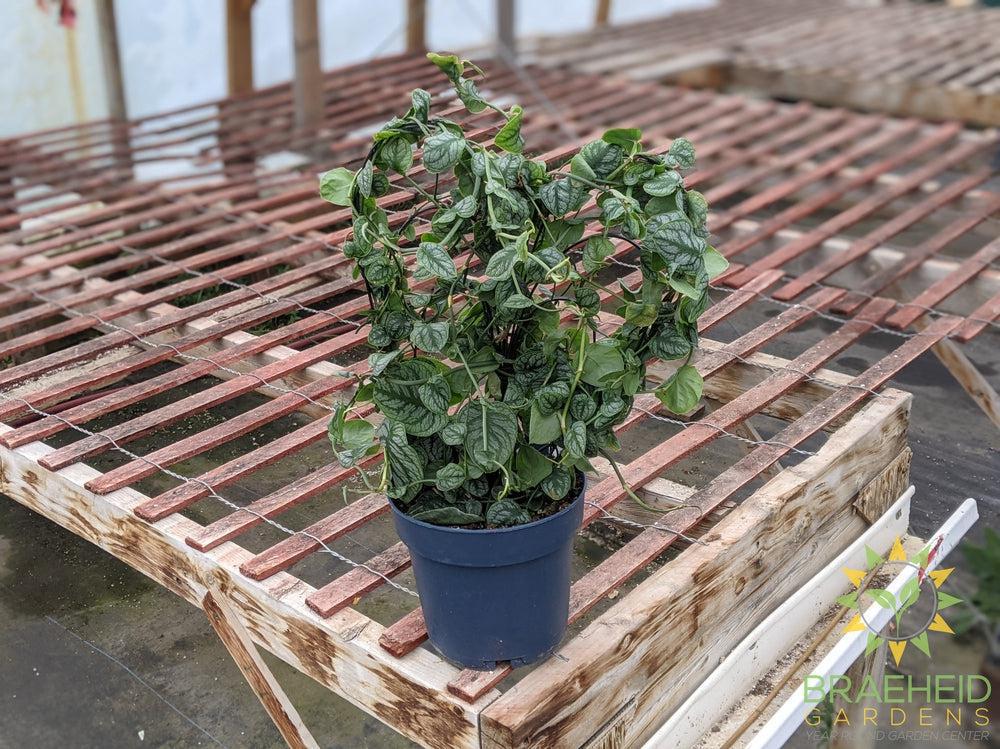 Monstera Dubia Climber - NO SHIP -