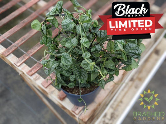 Monstera Dubia Climber - NO SHIP -