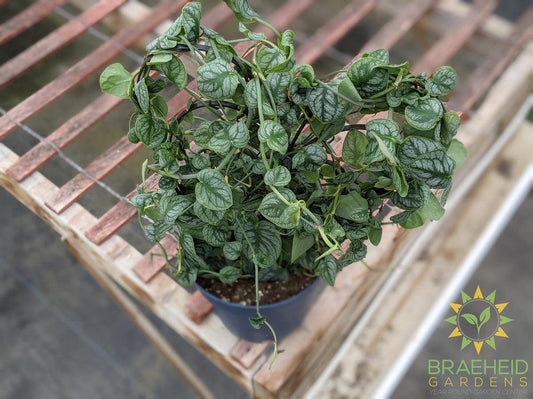 Monstera Dubia Climber - NO SHIP -