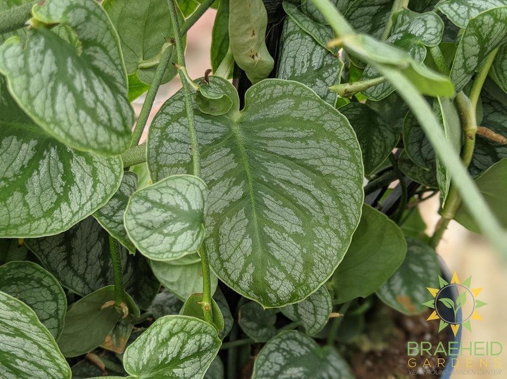 Monstera Dubia Climber - NO SHIP -