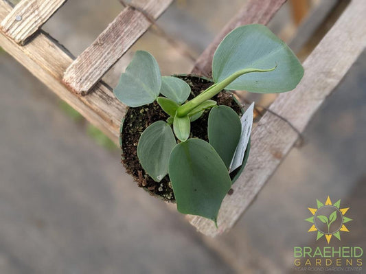 Silver Sword Grey Philodendron Hasatum