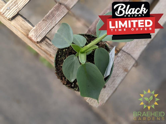 Silver Sword Grey Philodendron Hasatum