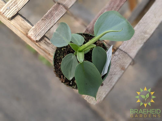 Silver Sword Grey Philodendron Hasatum