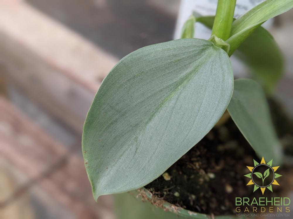 Silver Sword Grey Philodendron Hasatum