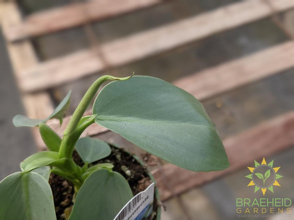 Silver Sword Grey Philodendron Hasatum