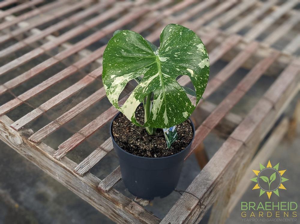 Thai constellation Monstera