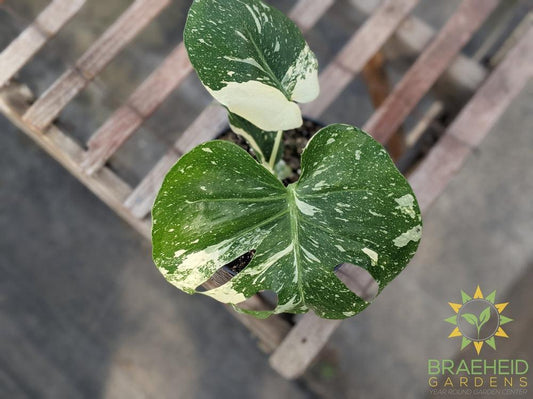 Thai constellation Monstera