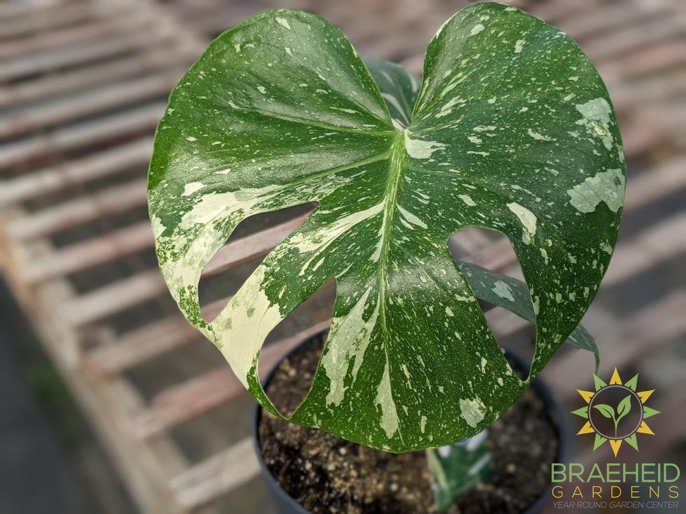 Thai constellation Monstera