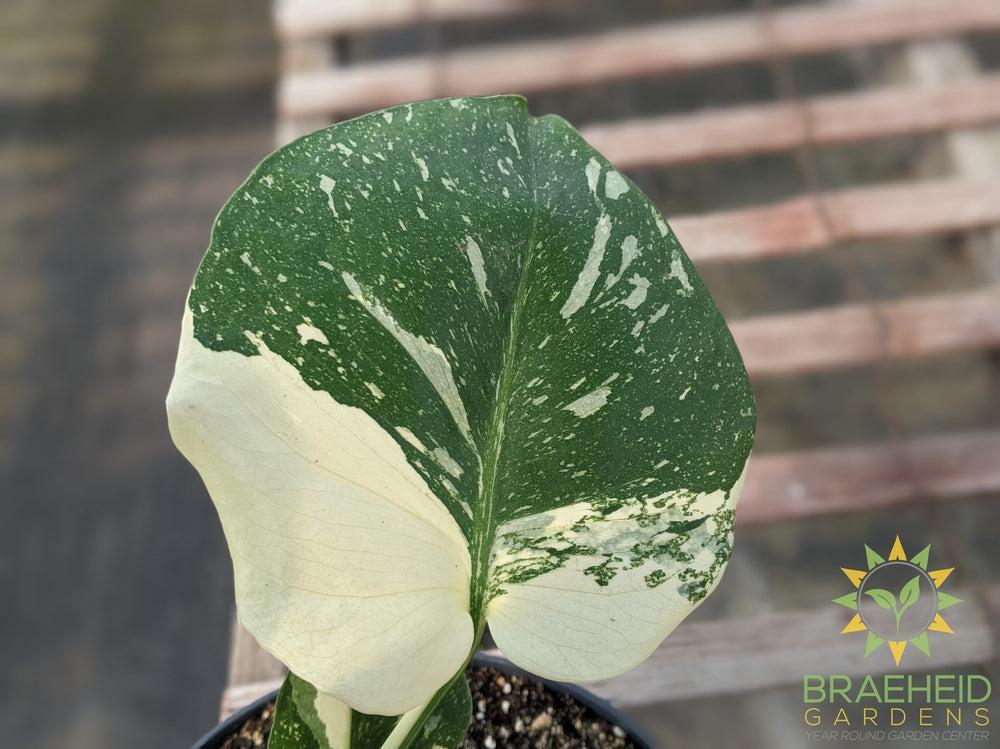 Thai constellation Monstera