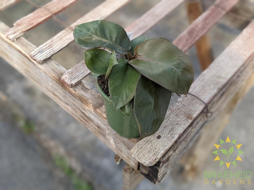 Black Cardinal Philodendron