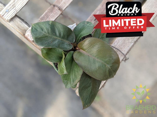 Black Cardinal Philodendron