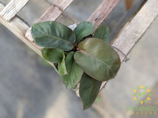Black Cardinal Philodendron
