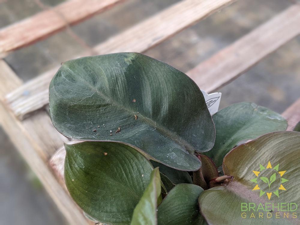 Black Cardinal Philodendron