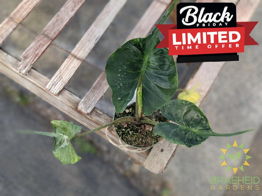 Alocasia stingray (macrorrhiza) - NO SHIP -