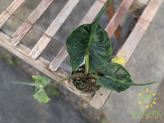 Alocasia stingray (macrorrhiza) - NO SHIP -