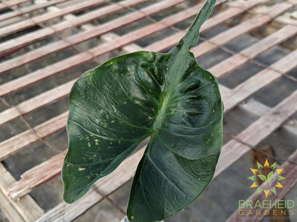 Alocasia stingray (macrorrhiza) - NO SHIP -