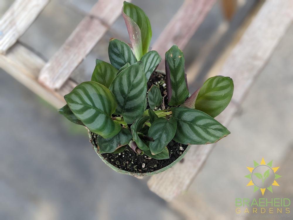 Ctenanthe Setosa