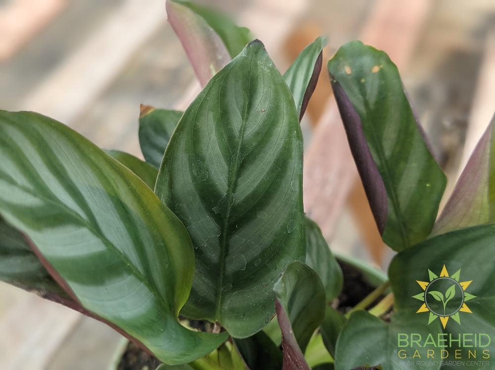Ctenanthe Setosa