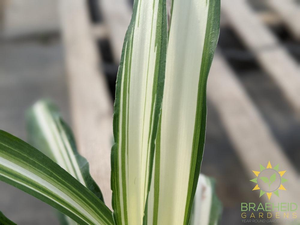 Hawaiian Spider Plant