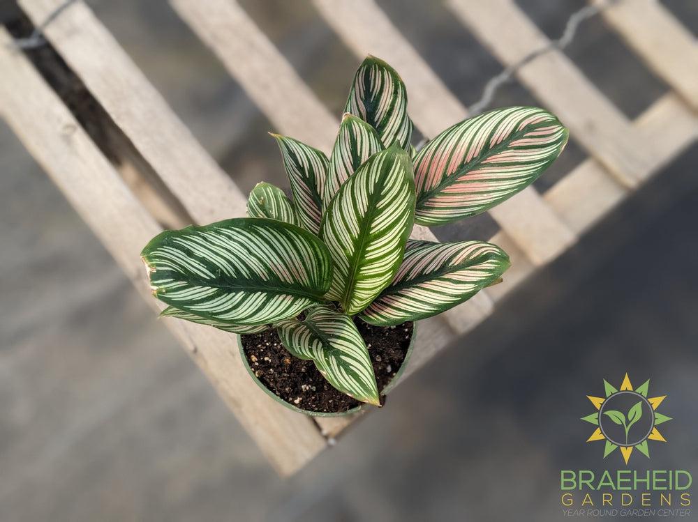 Calathea White Star