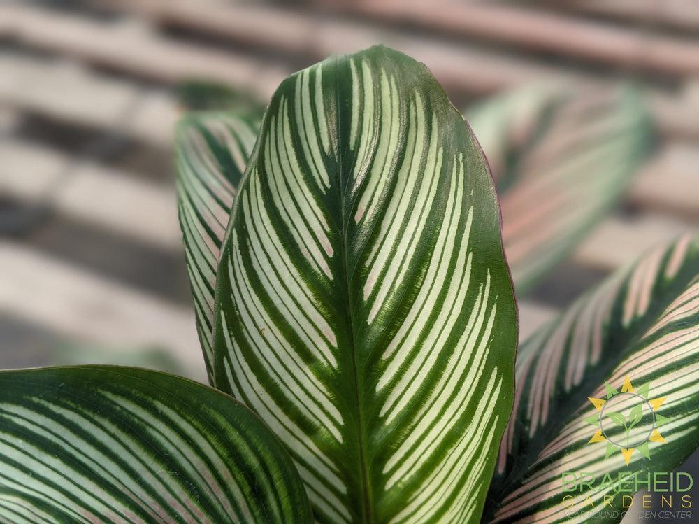 Calathea White Star