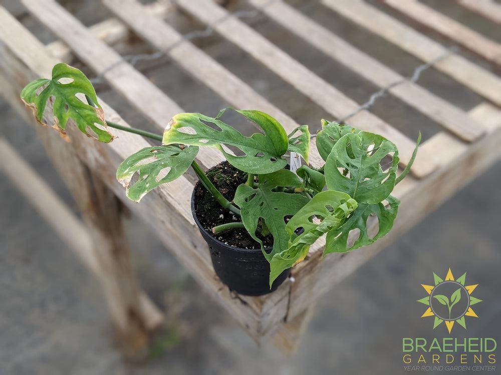 Swiss Cheese Vine (Monstera Adansonii) (Large Cultivar)