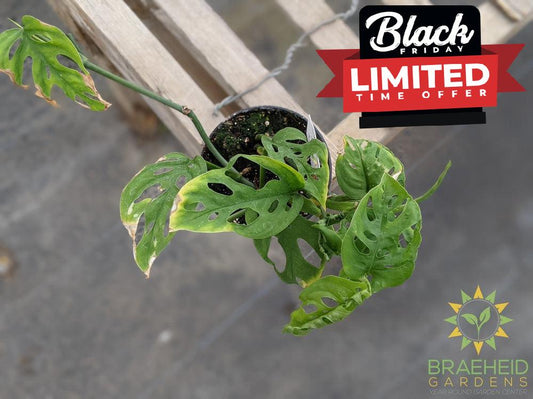 Swiss Cheese Vine (Monstera Adansonii) (Large Cultivar)