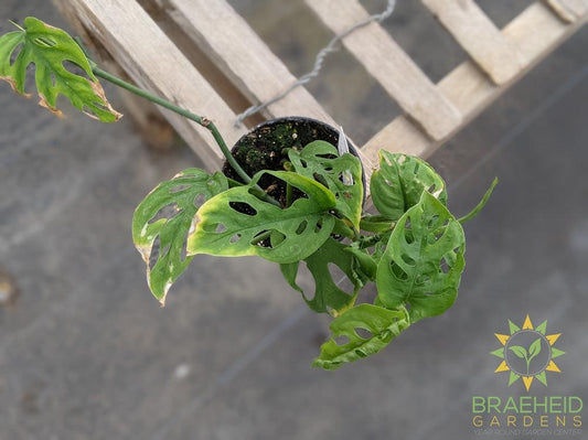Swiss Cheese Vine (Monstera Adansonii) (Large Cultivar)