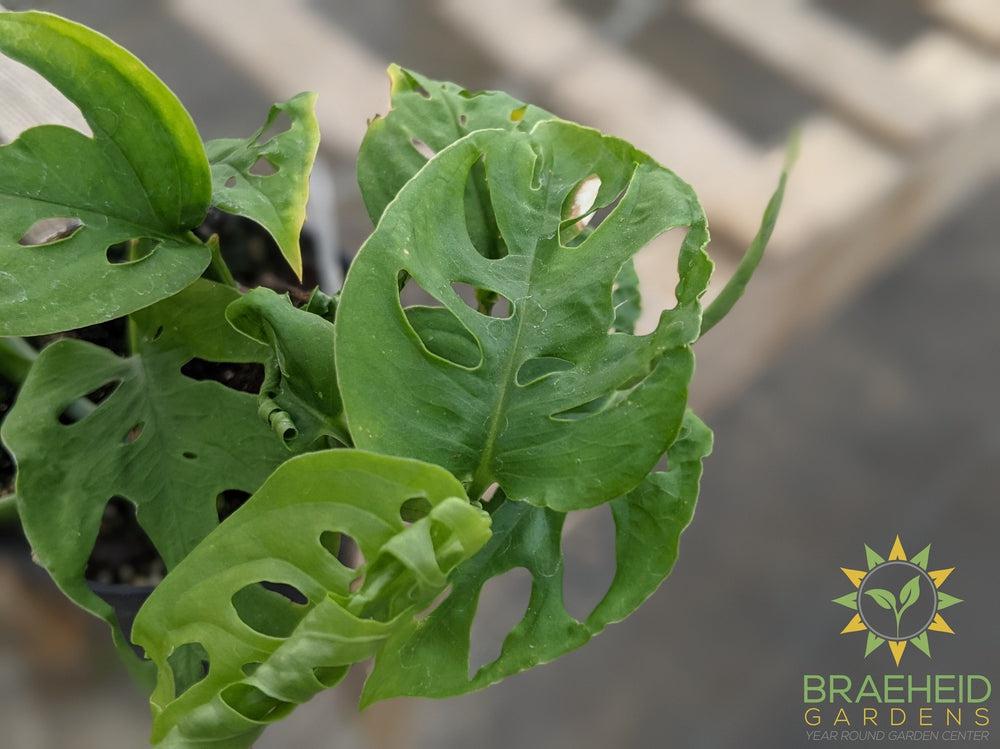 Swiss Cheese Vine (Monstera Adansonii) (Large Cultivar)