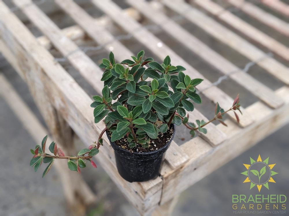 Peperomia Verticillata