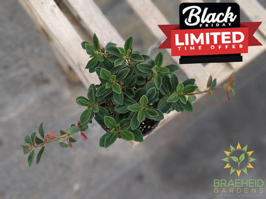 Peperomia Verticillata