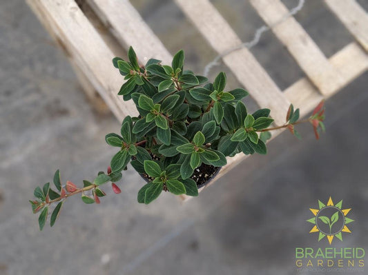 Peperomia Verticillata