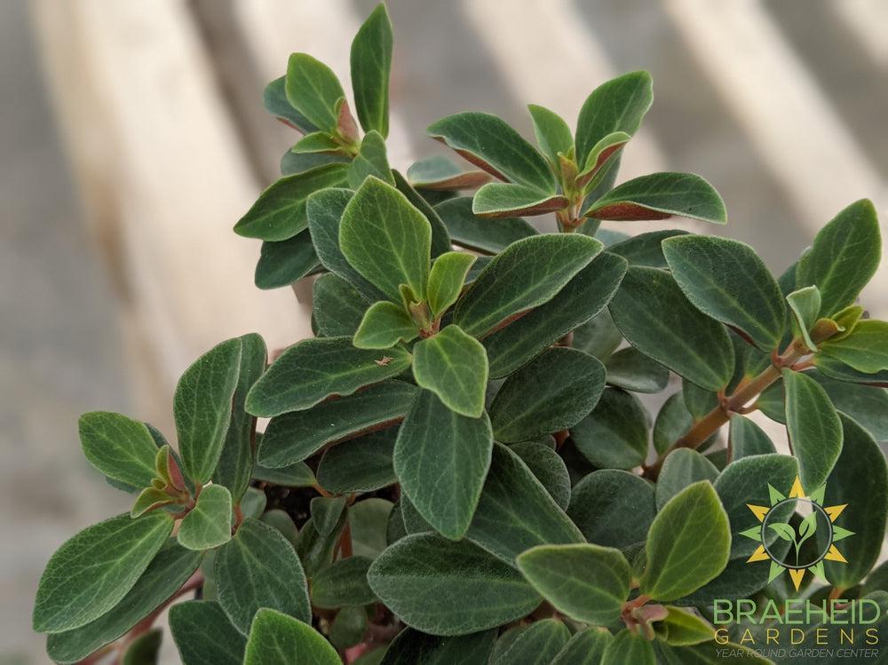 Peperomia Verticillata