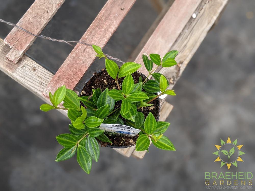 Peperomia Quadrangularis