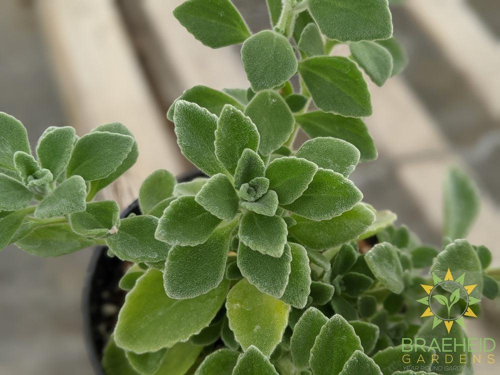 Vicks plant
