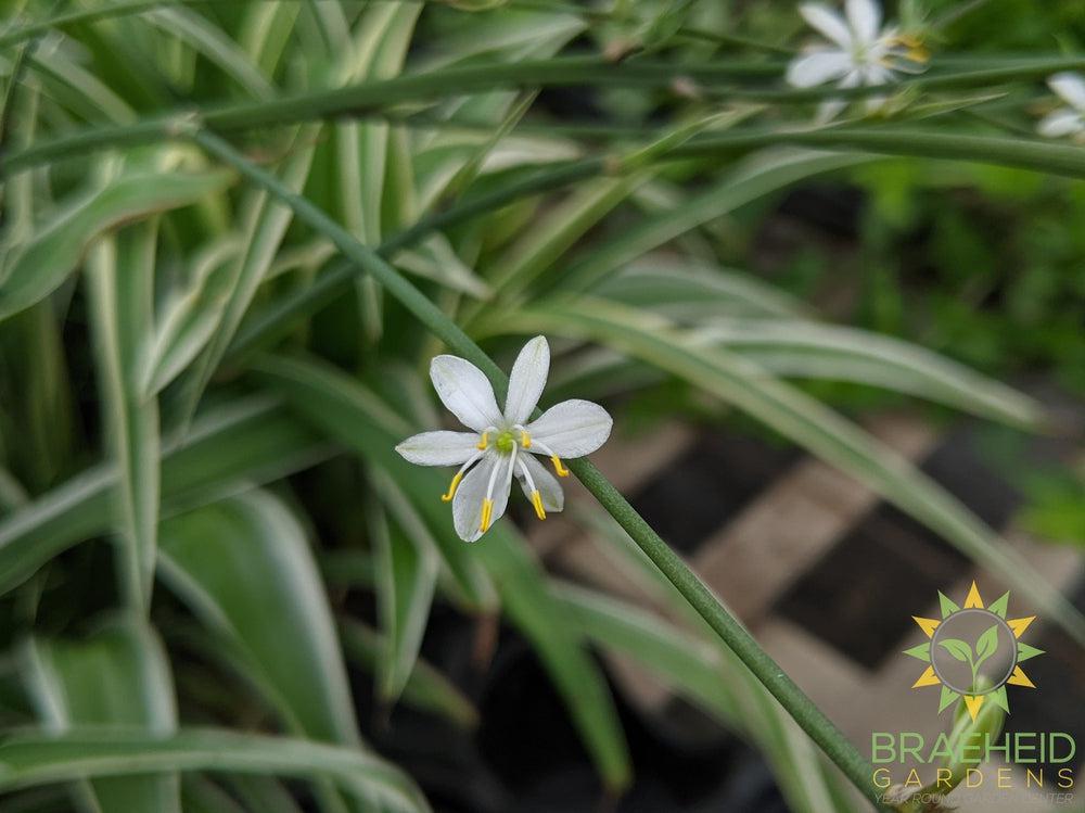 Reverse spider plant flower