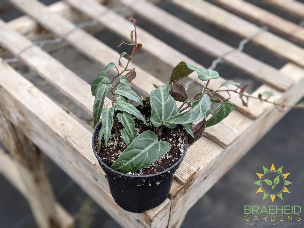 Jungle Vine (Cissus amazonica)