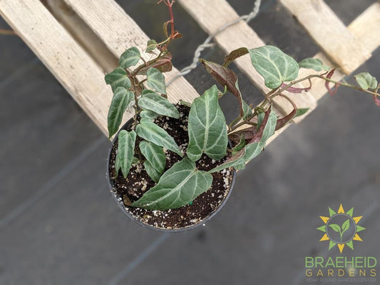 Jungle Vine (Cissus amazonica)