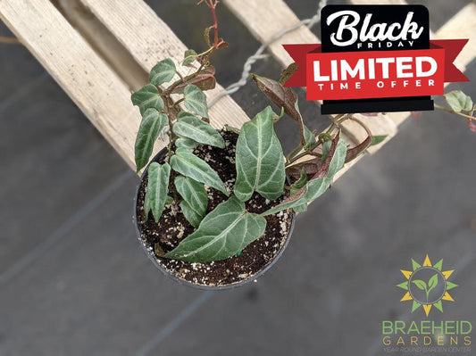 Jungle Vine (Cissus amazonica)