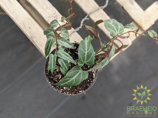 Jungle Vine (Cissus amazonica)