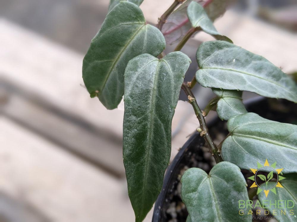 Jungle Vine (Cissus amazonica)