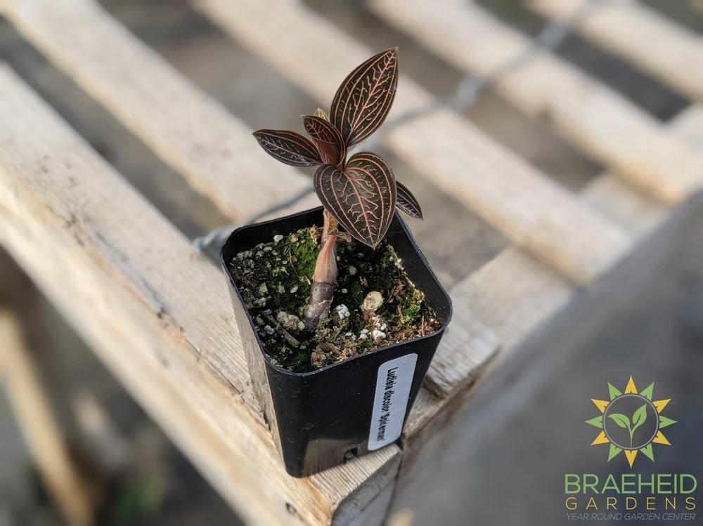 Ludisia Discolor Spiderman Jewel Orchid