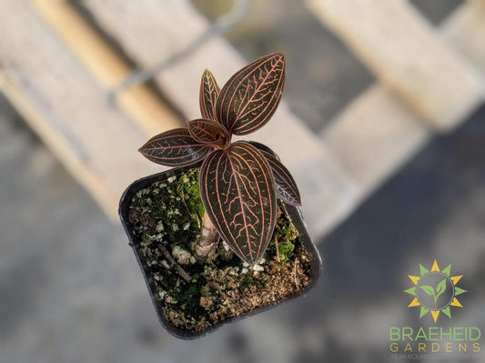 Ludisia Discolor Spiderman Jewel Orchid