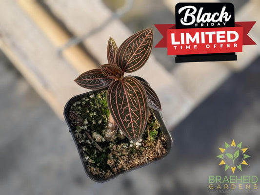 Ludisia Discolor Spiderman Jewel Orchid