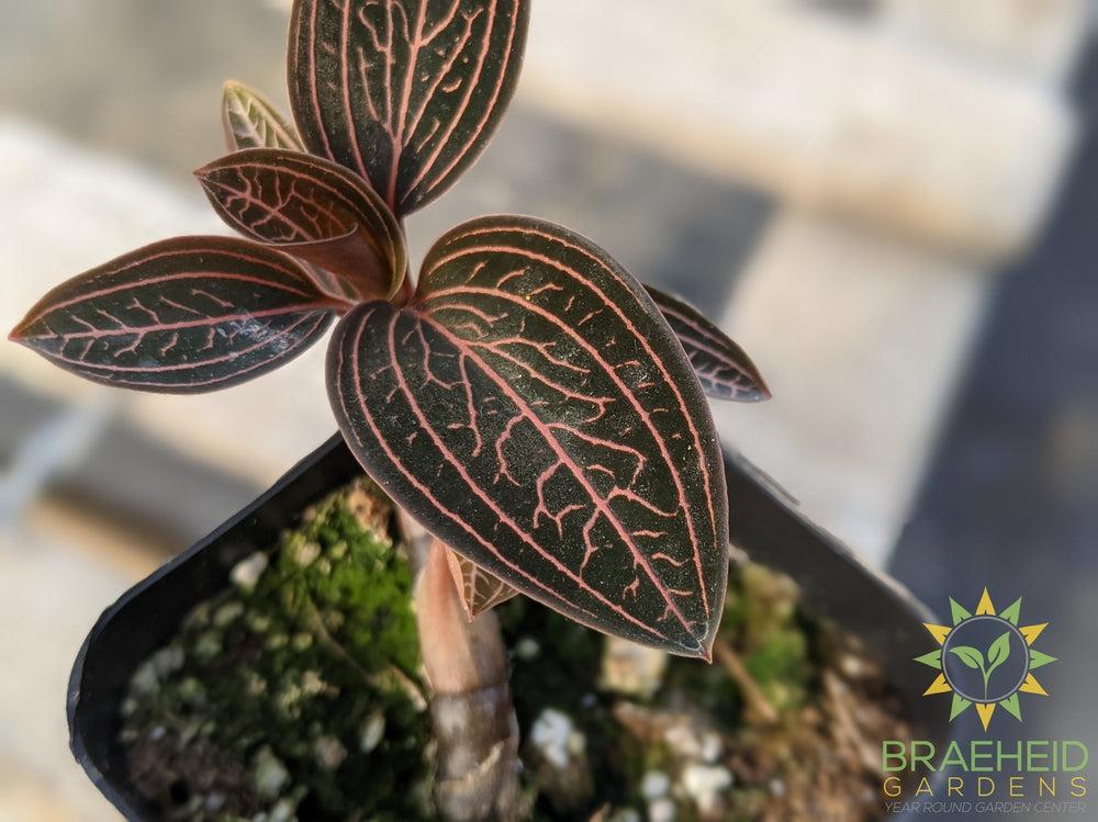 Ludisia Discolor Spiderman Jewel Orchid