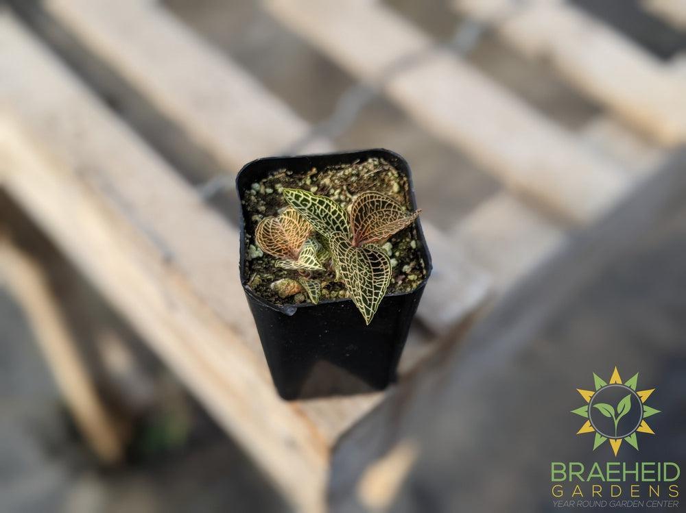 Anoectochilus Roxburghii Jewel Orchid