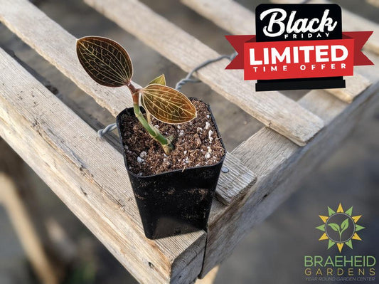 Macodes Lowii Jewel Orchid